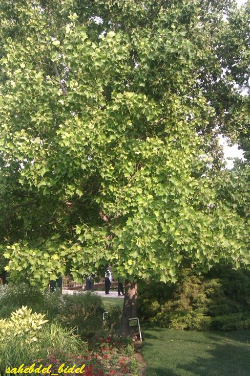 Liriodendrum tulipifera